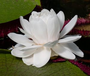 Preview wallpaper water lily, flower, petals, white, plant