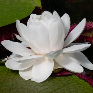 Preview wallpaper water lily, flower, petals, white, plant