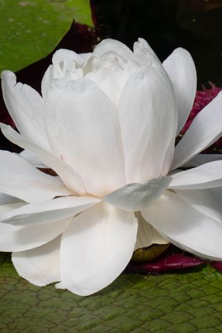 320x480 Wallpaper water lily, flower, petals, white, plant