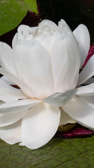 360x640 Wallpaper water lily, flower, petals, white, plant