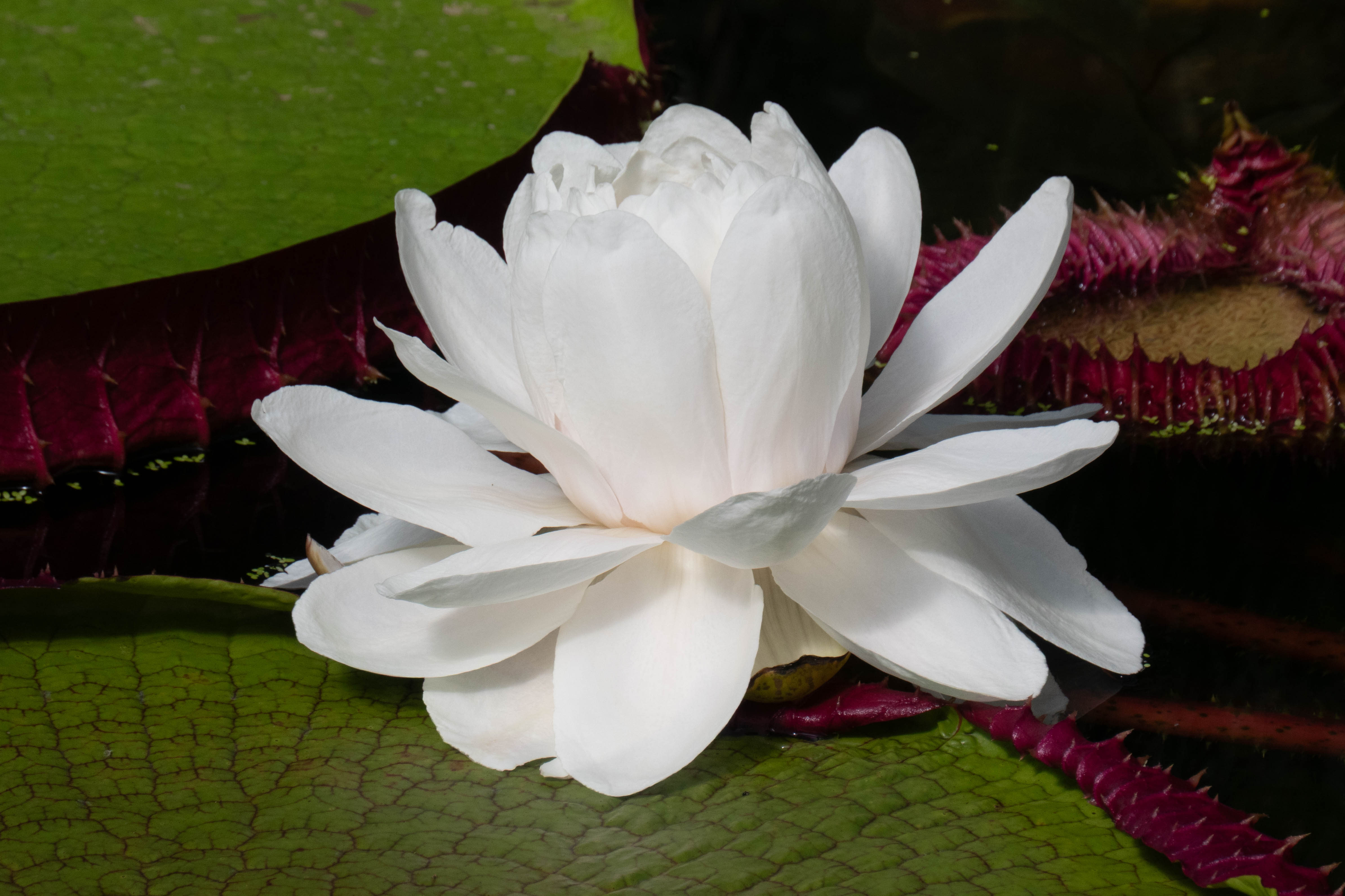 4775x3183 Wallpaper water lily, flower, petals, white, plant