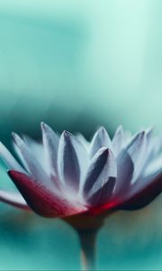 Preview wallpaper water lily, flower, petals, macro