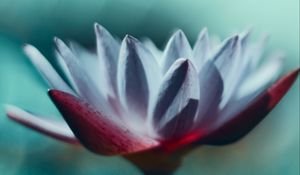 Preview wallpaper water lily, flower, petals, macro