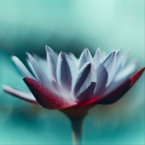 Preview wallpaper water lily, flower, petals, macro