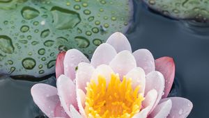 Preview wallpaper water lily, flower, petals, water