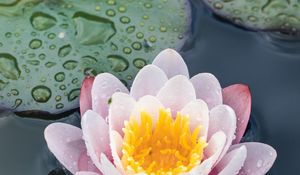 Preview wallpaper water lily, flower, petals, water