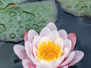 Preview wallpaper water lily, flower, petals, water