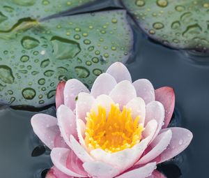 Preview wallpaper water lily, flower, petals, water