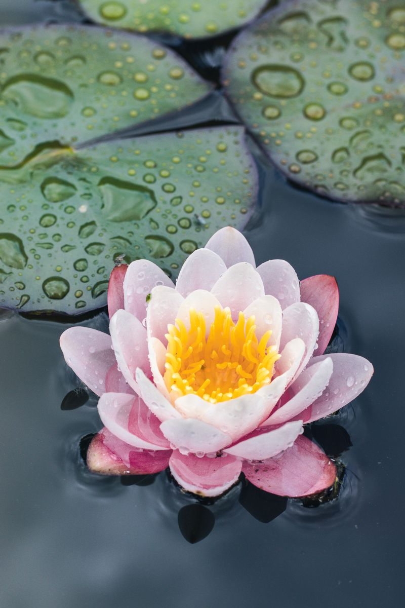 800x1200 Wallpaper water lily, flower, petals, water