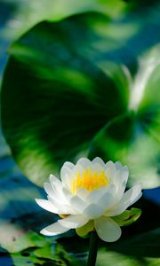 Preview wallpaper water lily, flower, petals, white