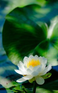 Preview wallpaper water lily, flower, petals, white