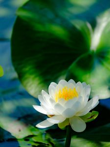 Preview wallpaper water lily, flower, petals, white