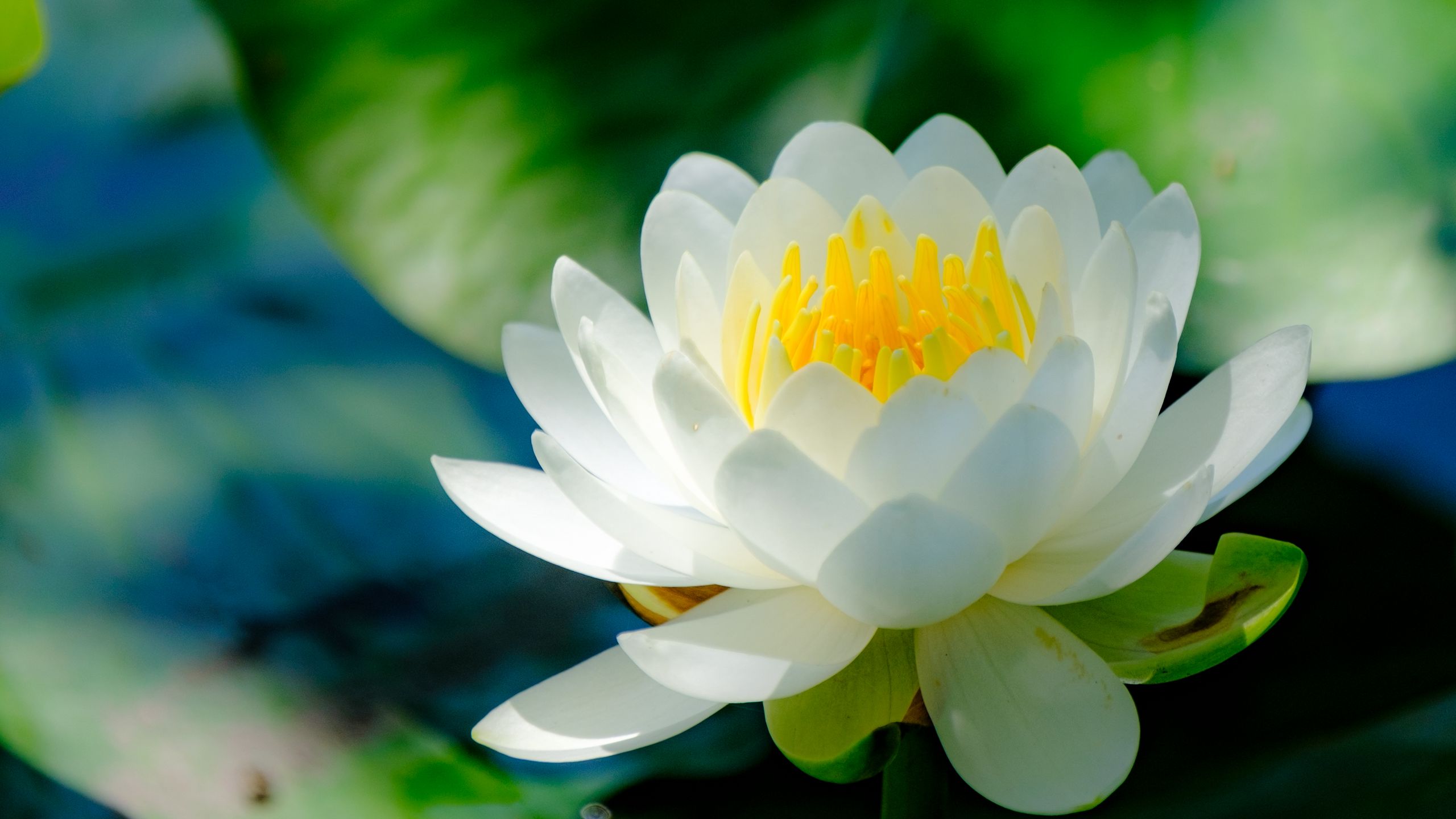 2560x1440 Wallpaper water lily, flower, petals, white