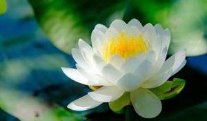 Preview wallpaper water lily, flower, petals, white