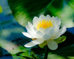 Preview wallpaper water lily, flower, petals, white