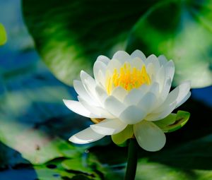 Preview wallpaper water lily, flower, petals, white