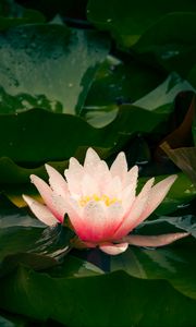 Preview wallpaper water lily, flower, petals, leaves, pink, drops