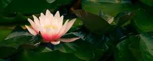 Preview wallpaper water lily, flower, petals, leaves, pink, drops