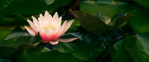 Preview wallpaper water lily, flower, petals, leaves, pink, drops