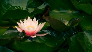 Preview wallpaper water lily, flower, petals, leaves, pink, drops