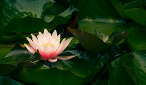 Preview wallpaper water lily, flower, petals, leaves, pink, drops
