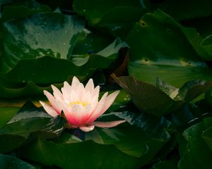 Preview wallpaper water lily, flower, petals, leaves, pink, drops