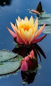 Preview wallpaper water lily, flower, petals, pond, reflection, macro