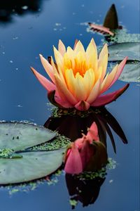Preview wallpaper water lily, flower, petals, pond, reflection, macro