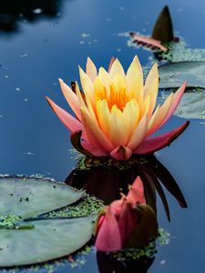 Preview wallpaper water lily, flower, petals, pond, reflection, macro