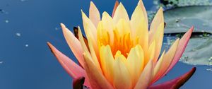 Preview wallpaper water lily, flower, petals, pond, reflection, macro