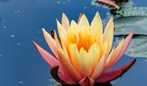 Preview wallpaper water lily, flower, petals, pond, reflection, macro