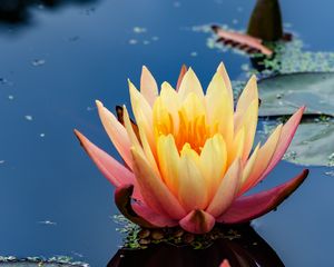 Preview wallpaper water lily, flower, petals, pond, reflection, macro