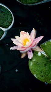 Preview wallpaper water lily, flower, petals, pink, pond