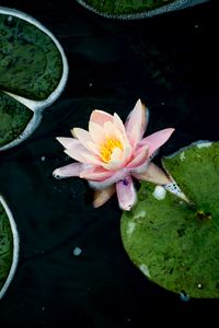 Preview wallpaper water lily, flower, petals, pink, pond