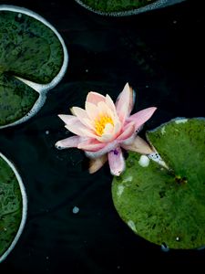 Preview wallpaper water lily, flower, petals, pink, pond