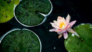 Preview wallpaper water lily, flower, petals, pink, pond