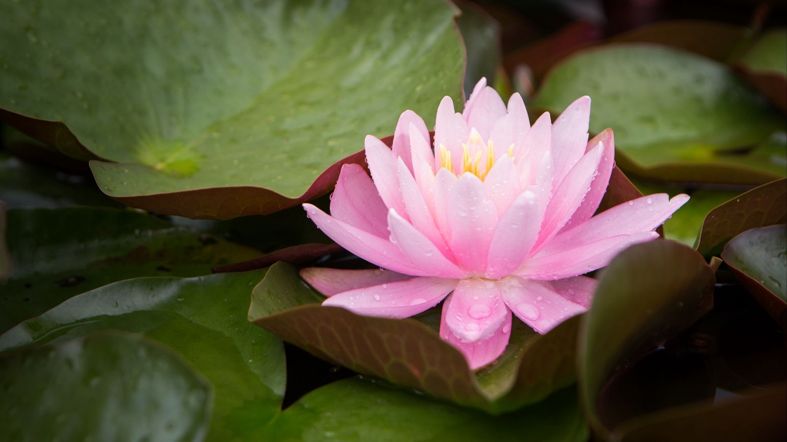1600x900 Wallpaper water lily, flower, petals, pink, leaves, drops