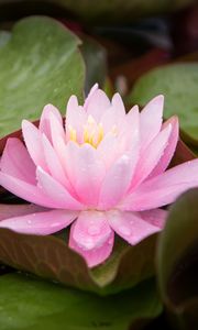 Preview wallpaper water lily, flower, petals, pink, leaves, drops