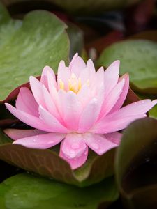 Preview wallpaper water lily, flower, petals, pink, leaves, drops