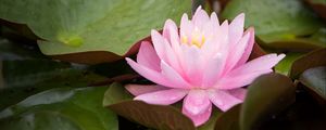 Preview wallpaper water lily, flower, petals, pink, leaves, drops
