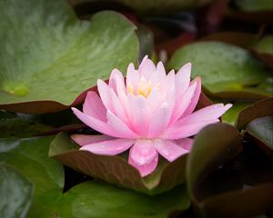 Preview wallpaper water lily, flower, petals, pink, leaves, drops