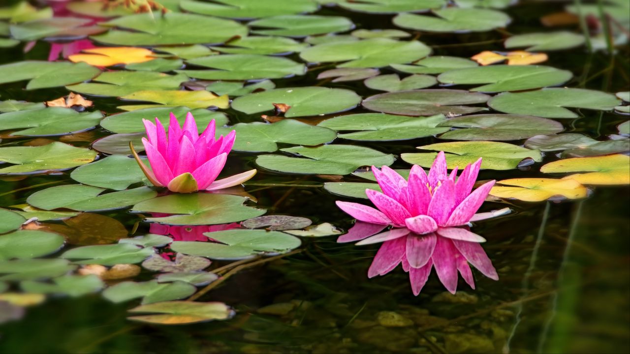 Wallpaper water lily, flower, petals, pink, leaves, pond