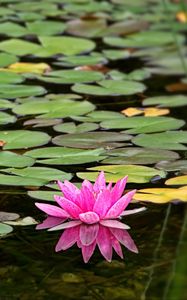 Preview wallpaper water lily, flower, petals, pink, leaves, pond