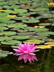 Preview wallpaper water lily, flower, petals, pink, leaves, pond