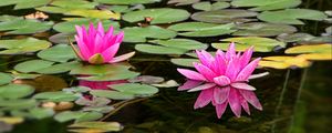 Preview wallpaper water lily, flower, petals, pink, leaves, pond