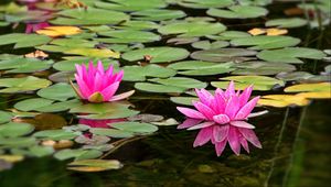 Preview wallpaper water lily, flower, petals, pink, leaves, pond