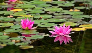 Preview wallpaper water lily, flower, petals, pink, leaves, pond