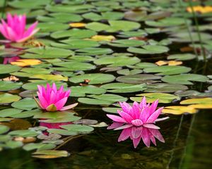 Preview wallpaper water lily, flower, petals, pink, leaves, pond