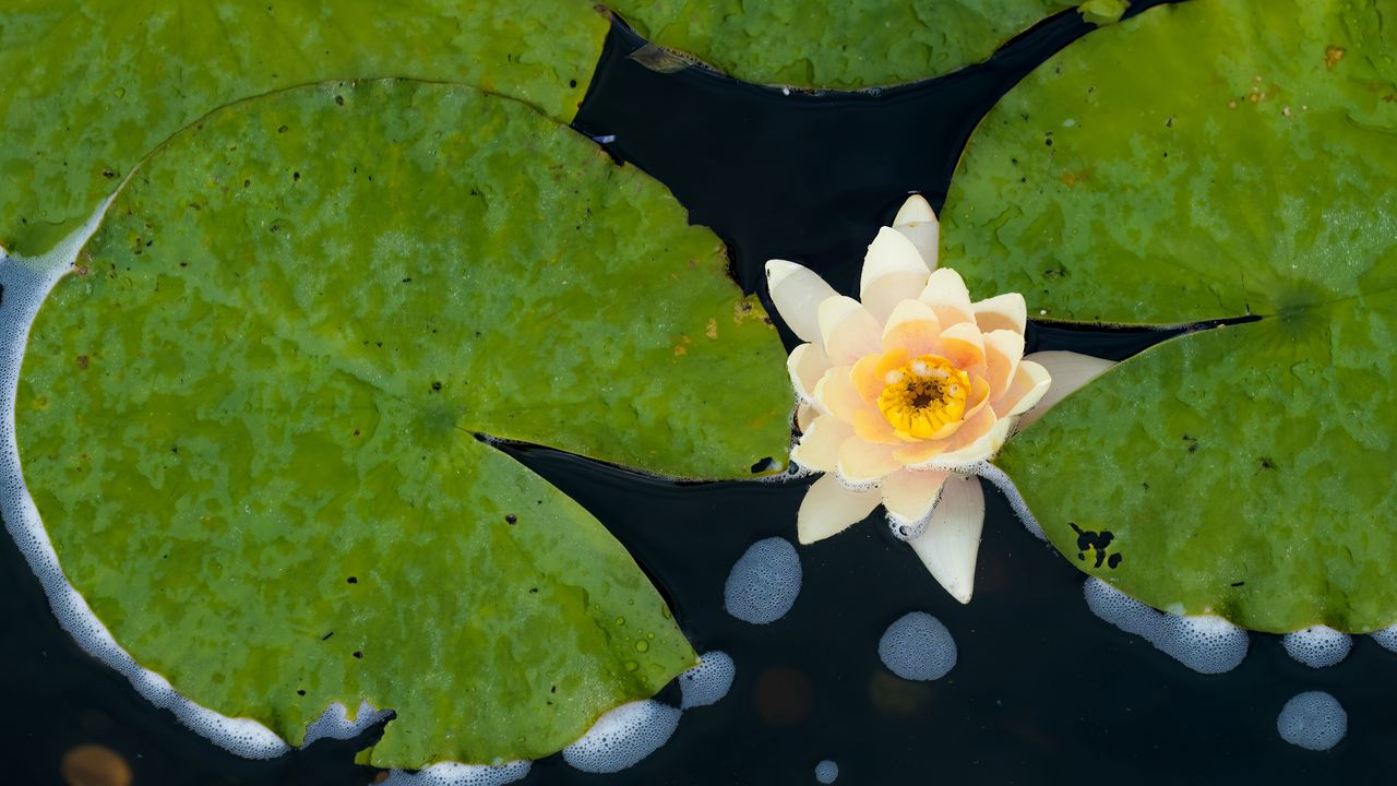 Wallpaper water lily, flower, petals, leaves, pond, drops