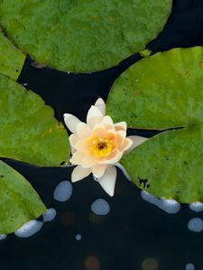 Preview wallpaper water lily, flower, petals, leaves, pond, drops